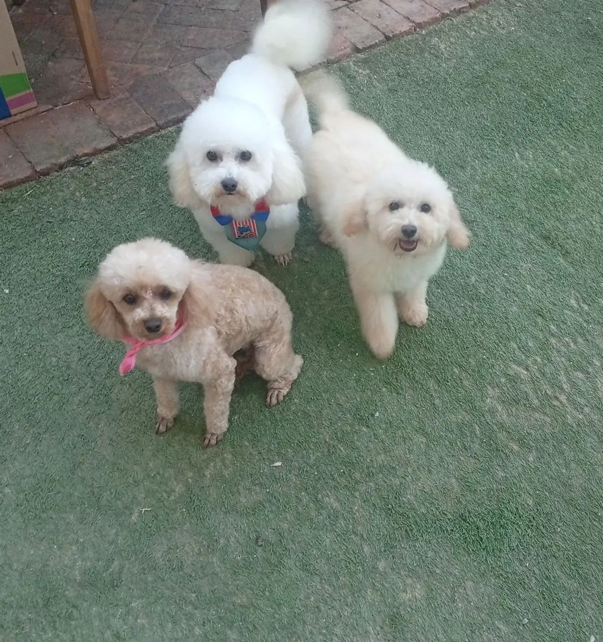 Filhote poodle macho - Foto 5