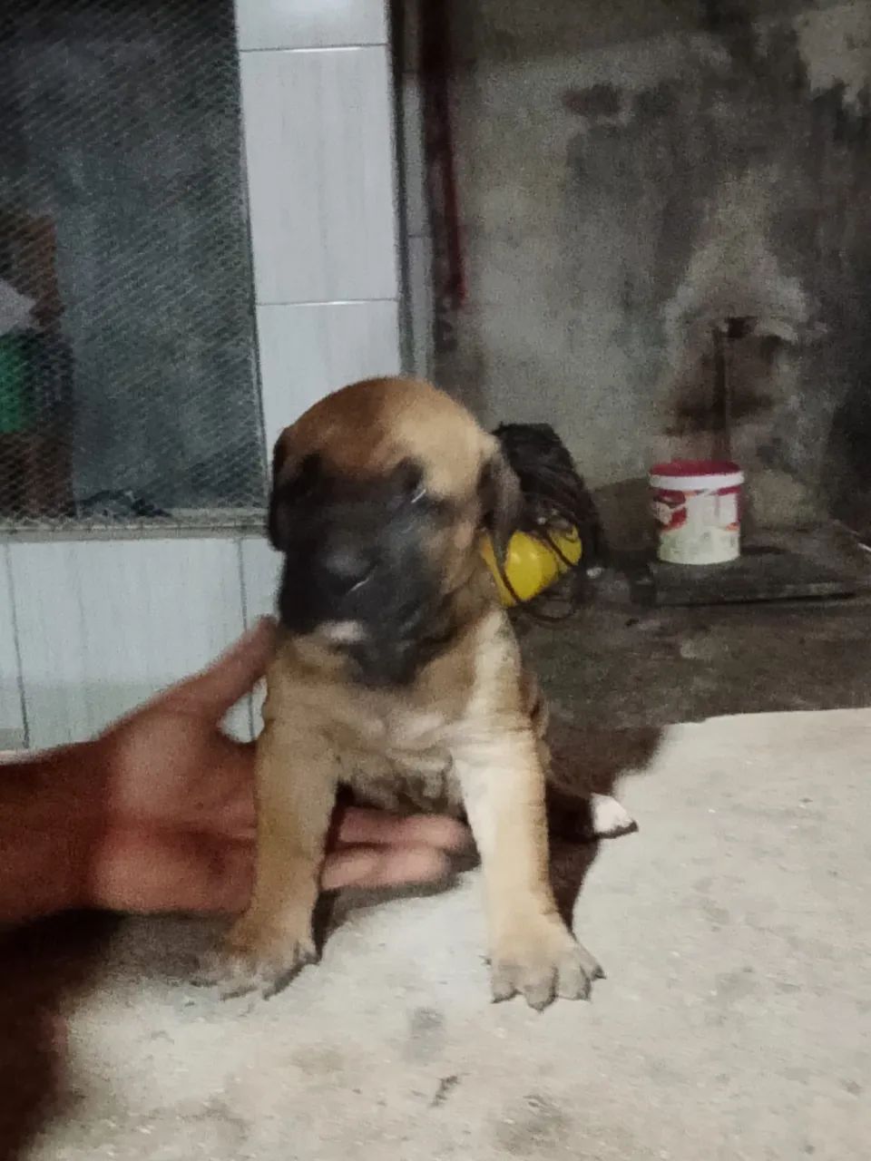Fila brasileiro  - Foto 4