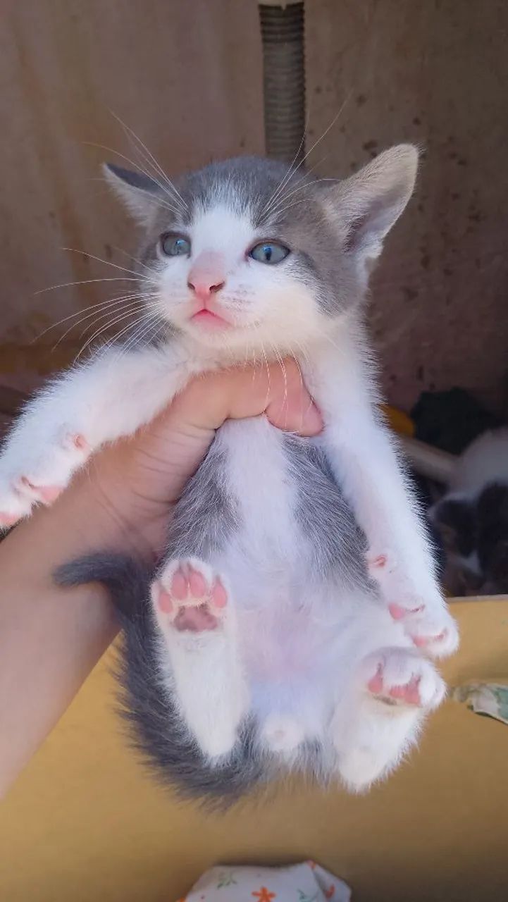 Gatinhos filhotes fofinhos  - Foto 3