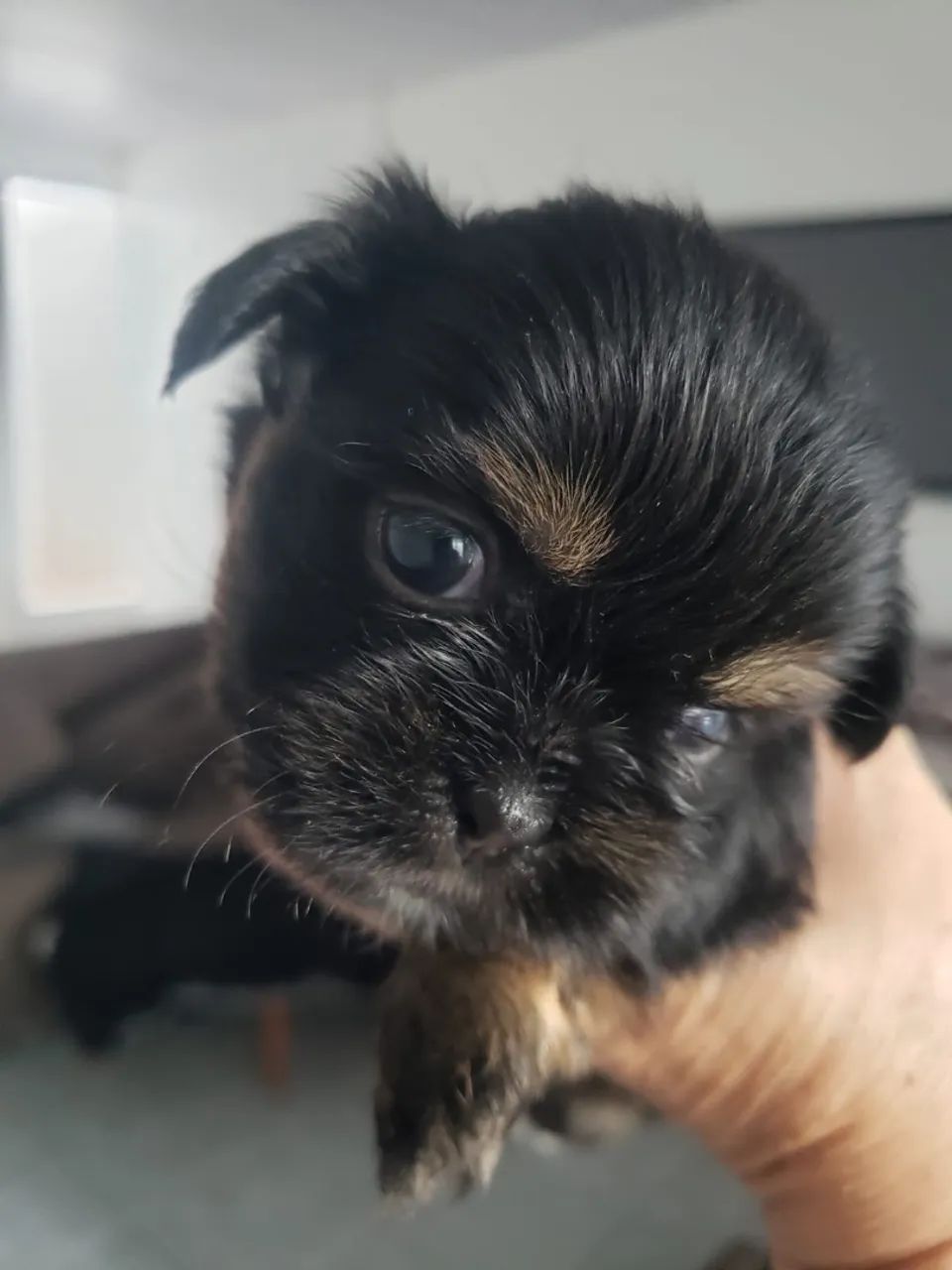 Cachorro  - Foto 3