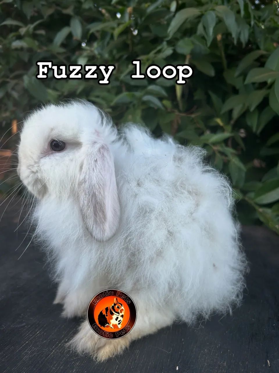 Fuzzy loop ?