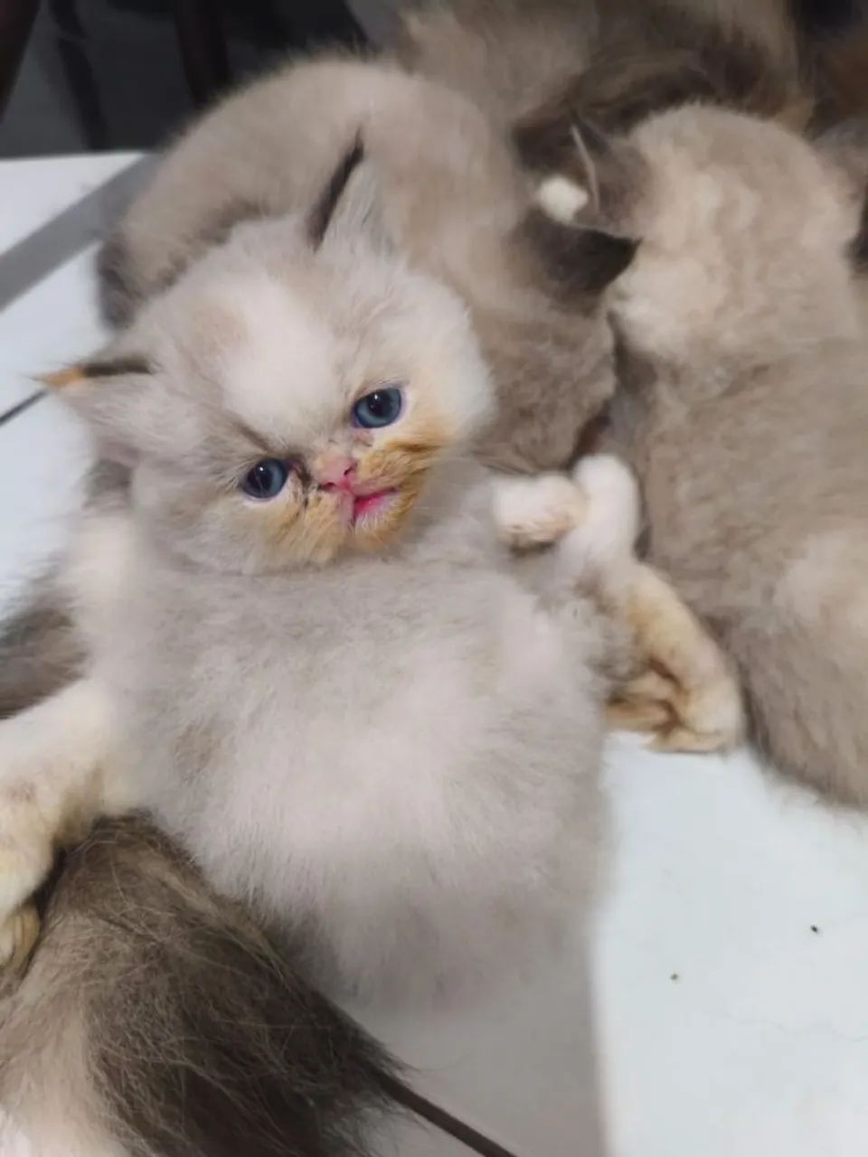 Filhotes de gatos Pérsia/exótico disponível para venda dia 3 de setembro  - Foto 2