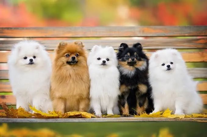 Spitz alemão - lulu da pomerania 