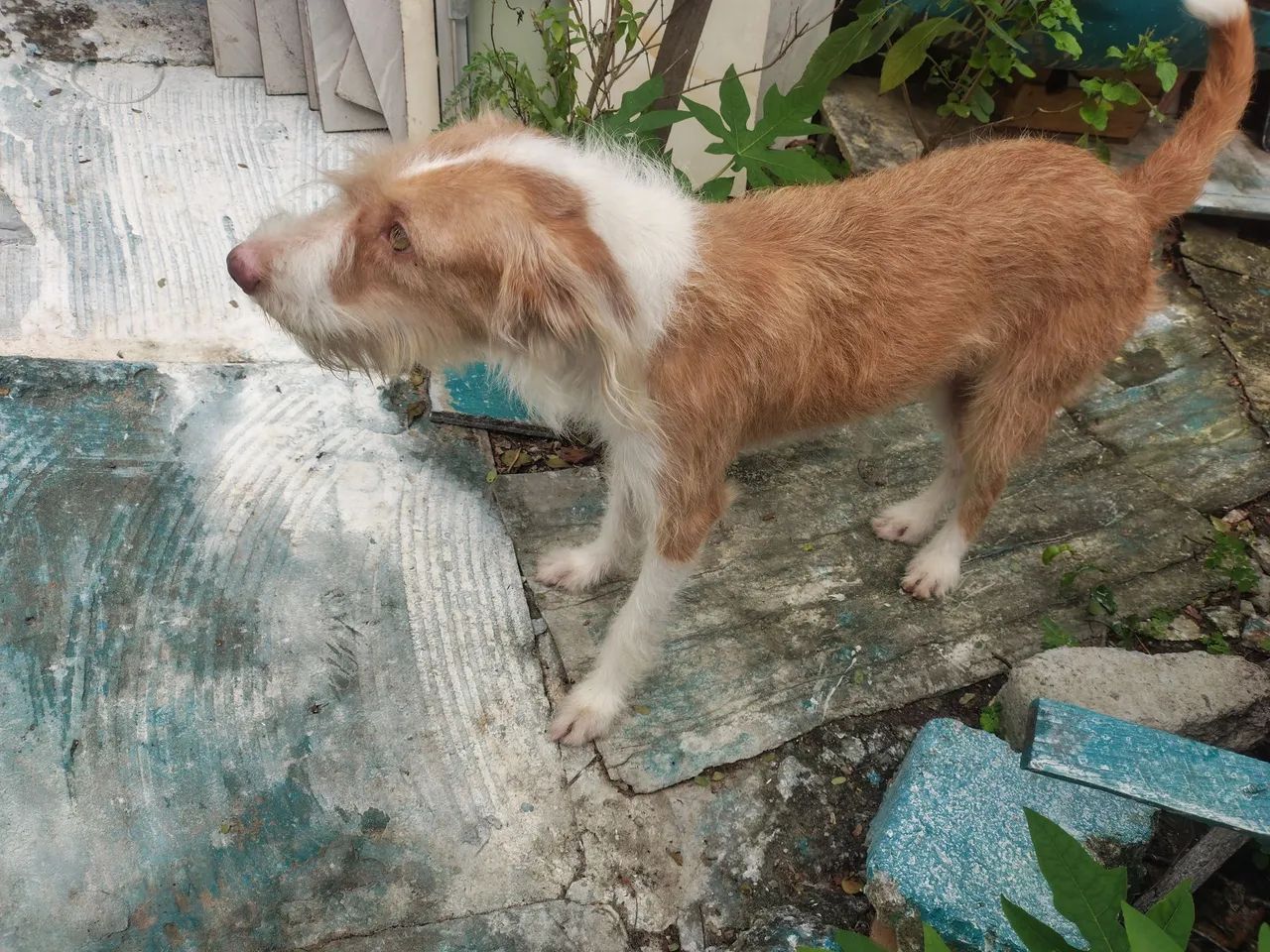 Doação de cachorra  - Foto 2