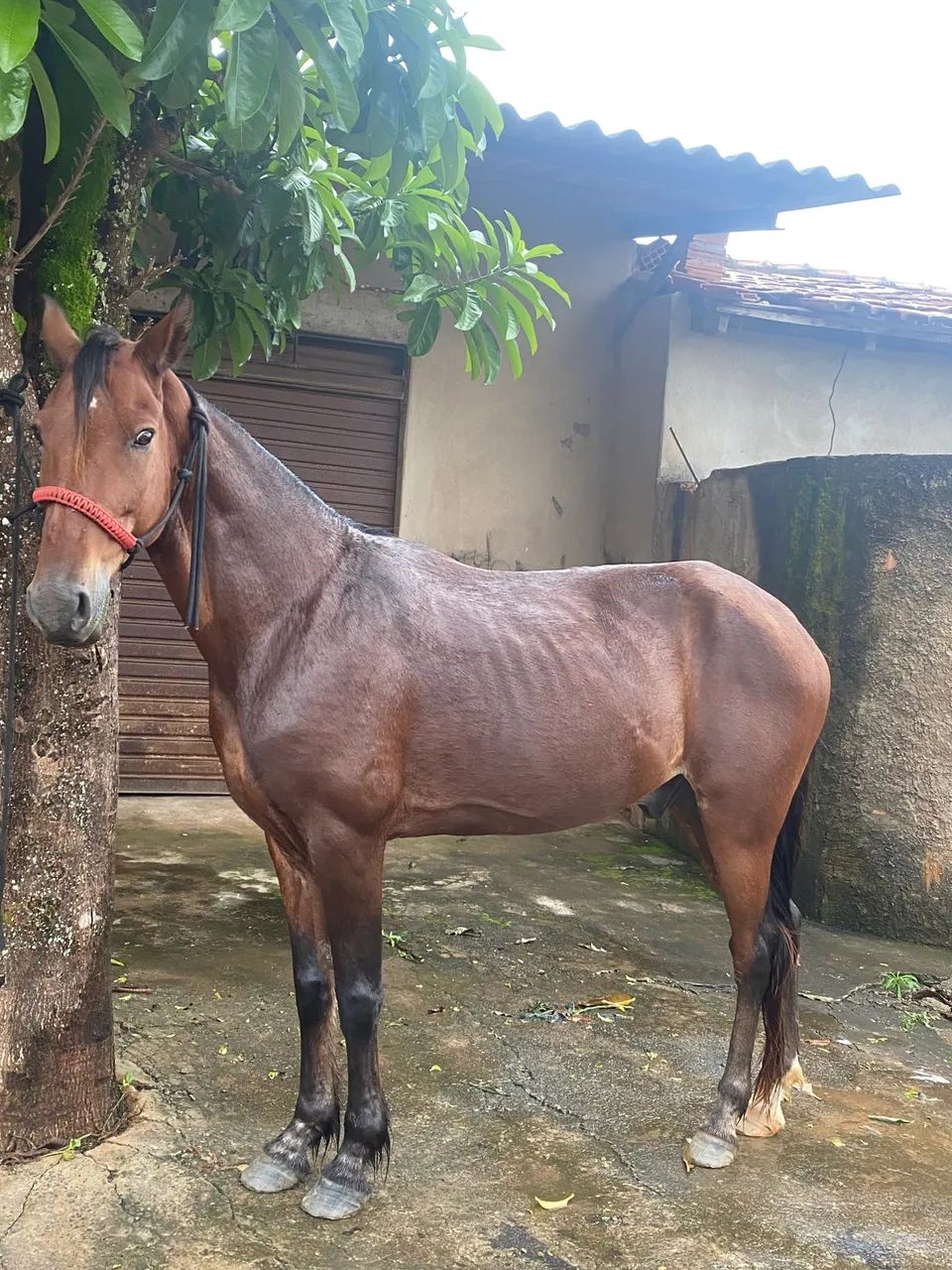 Cavalo para cavalgada é lida - Foto 4