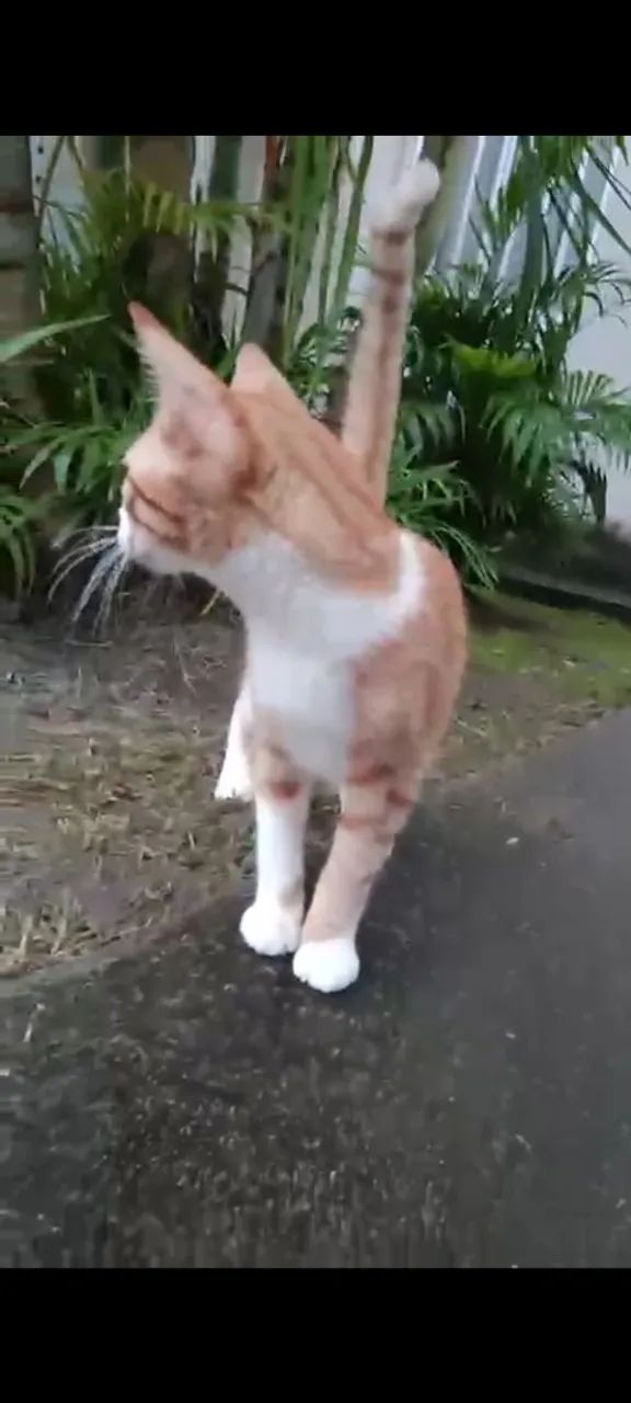 Gato para adoção - Foto 3
