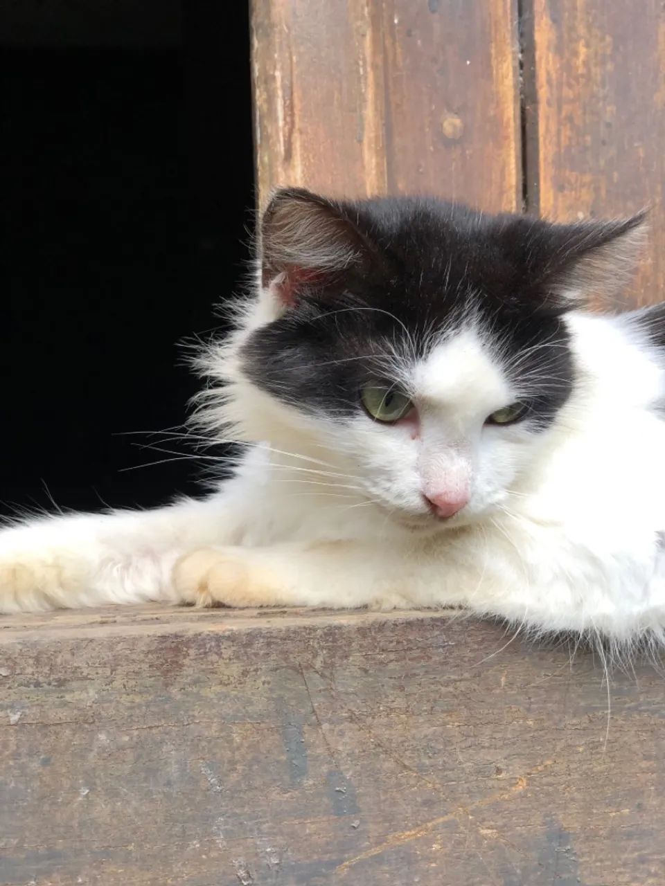 Gata castrada (adoção)  - Foto 2