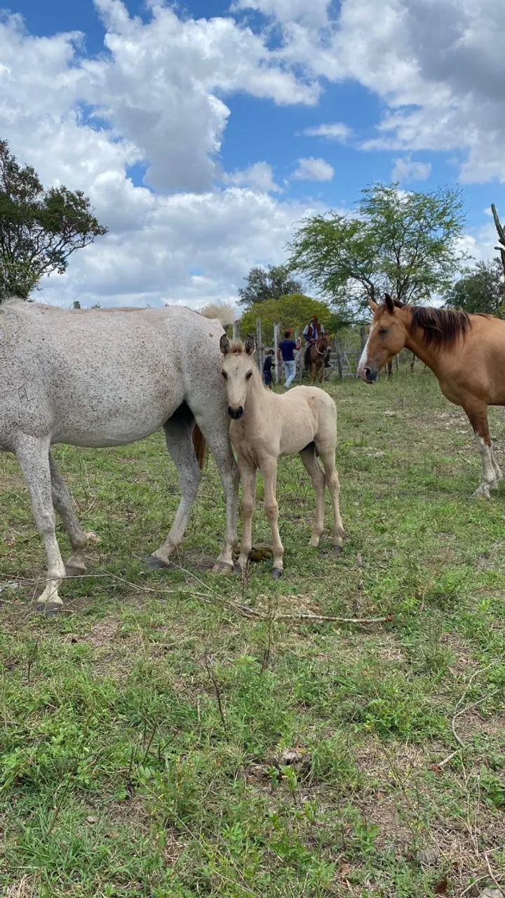 Potro Registrado Baio Neto do Haity - Foto 3