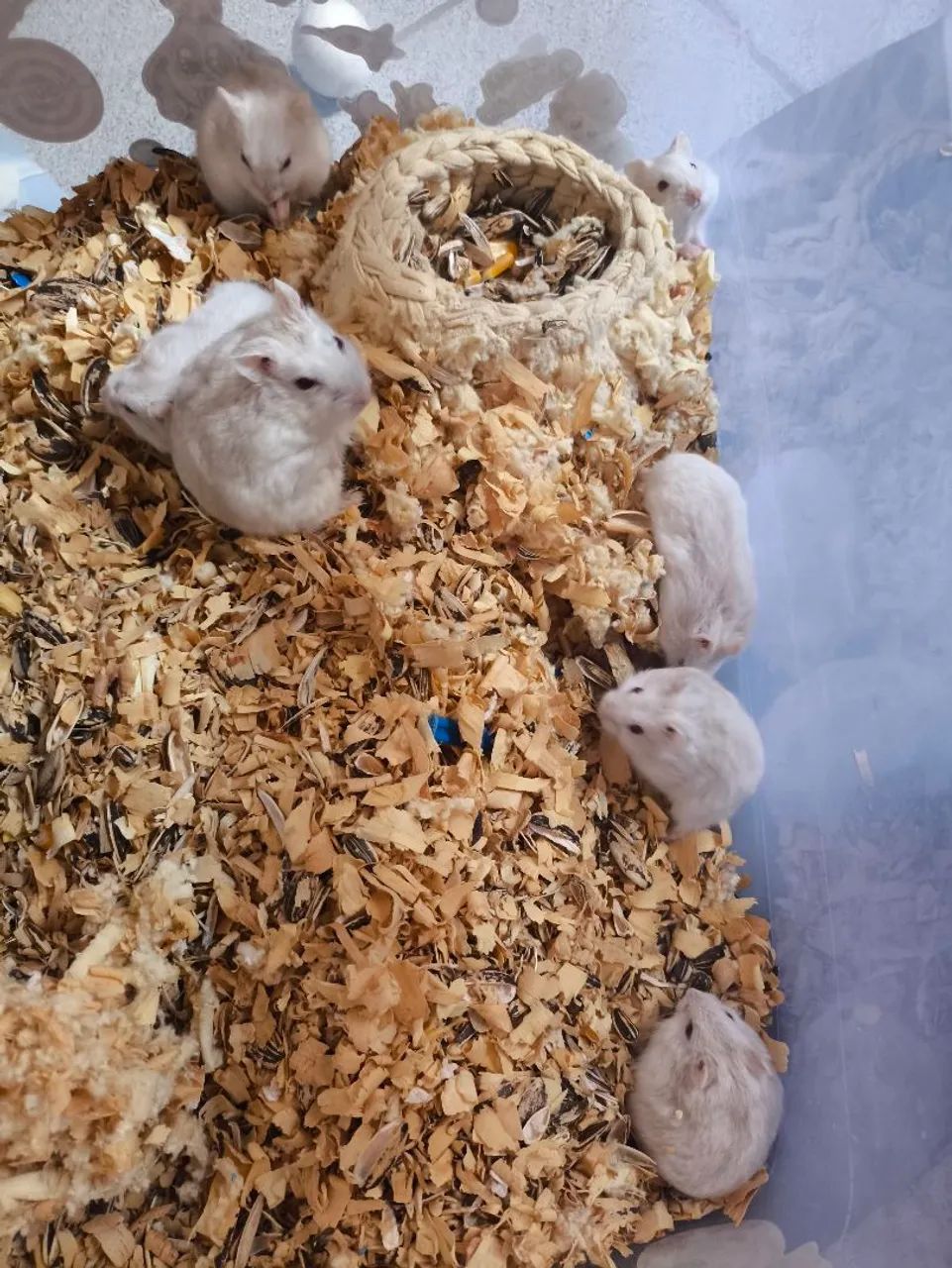 Hamster Anão Russo  - Foto 5