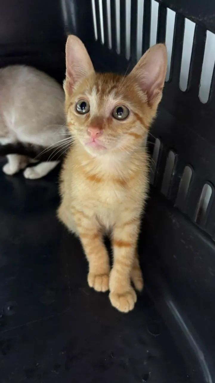 Gatinho a procura de um lar