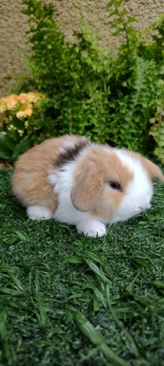 Mini Lop Uruguaio 