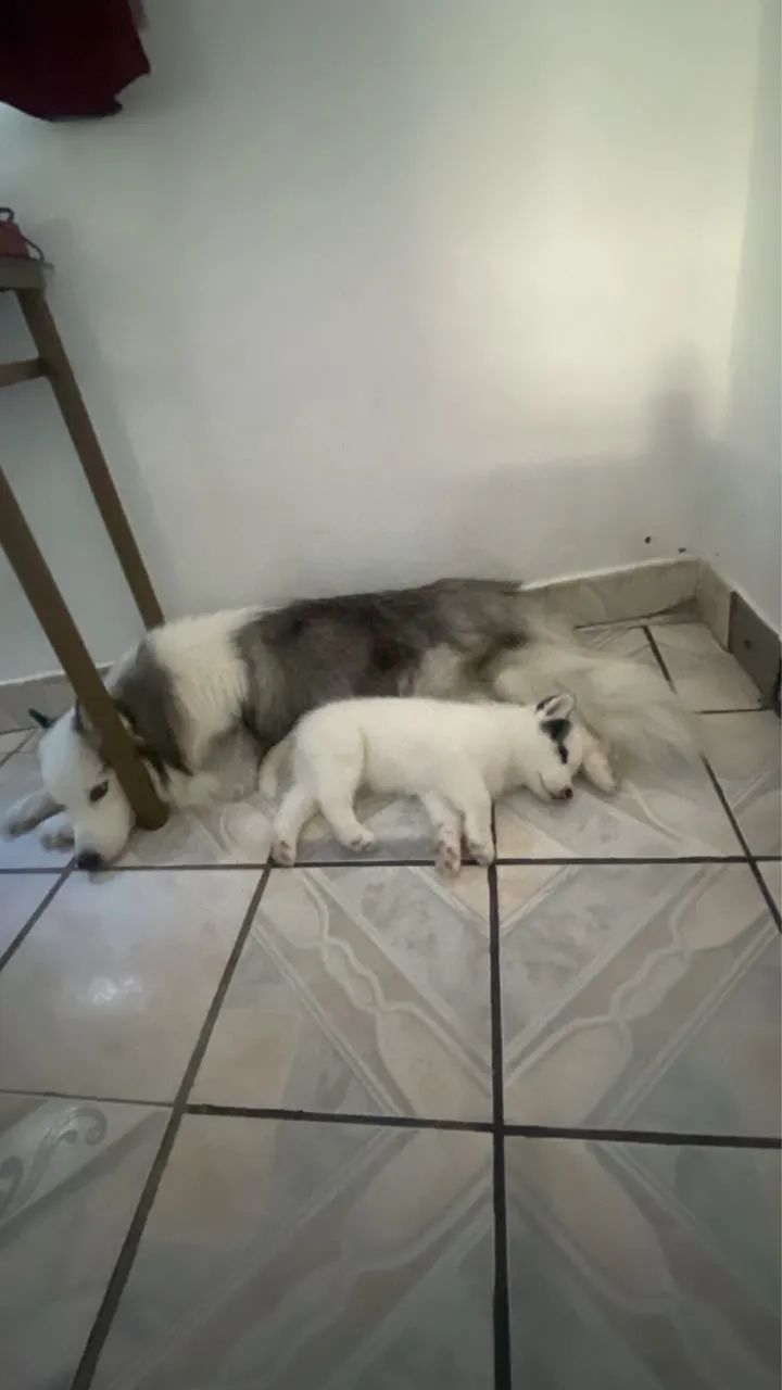 Filhote de husky  - Foto 5