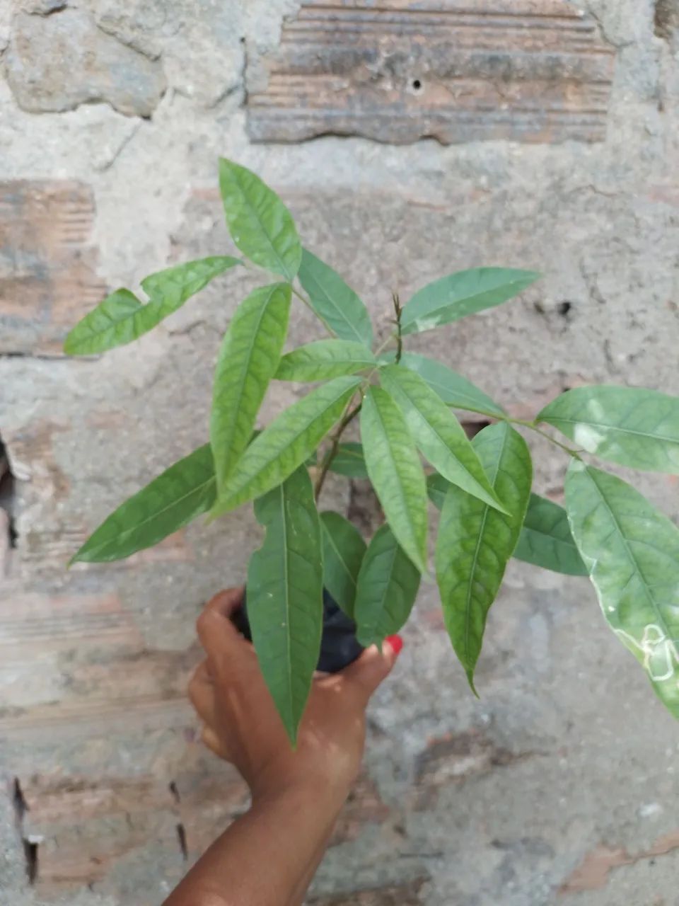 Muda de  pintoba  - Foto 2