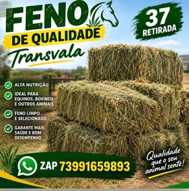 Feno transvala 