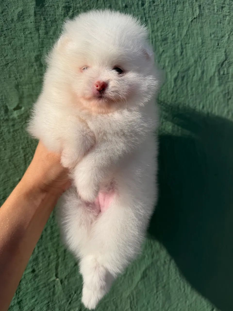 Spitz alemão macho  - Foto 3
