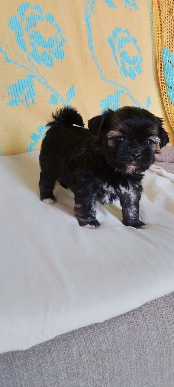 Machinho chitsu 