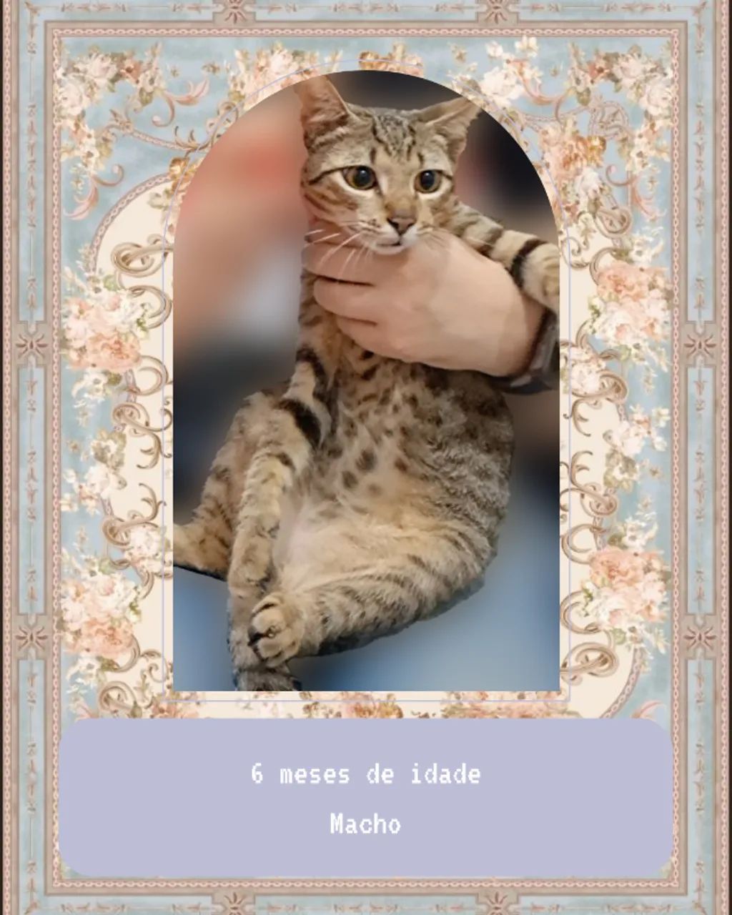 Pets - Gatos filhotes 6 meses - Adoção responsável - Parte 1 - Foto 3