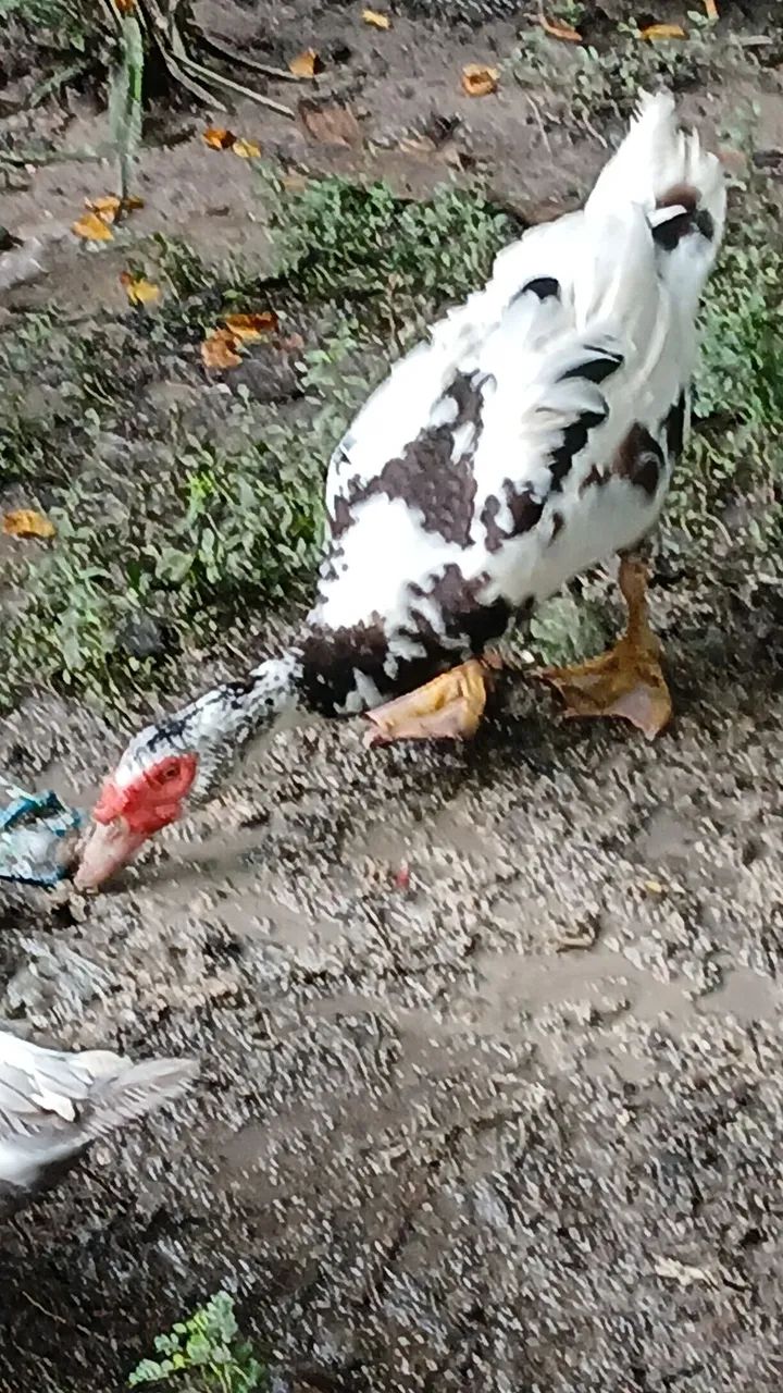 Vende-se patos adultos - Foto 4