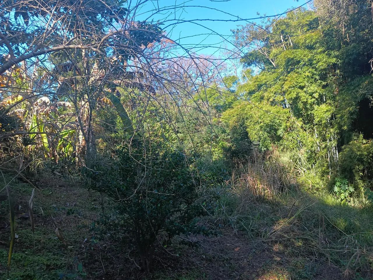 Chácara em irerê 5000m - Foto 3