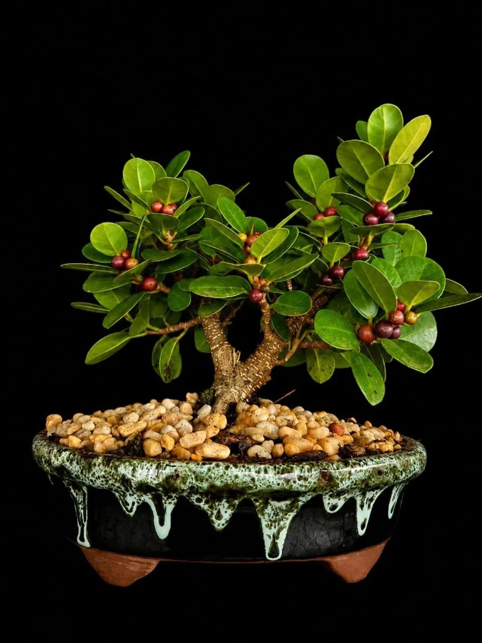Bonsai Ficus Panda Produzindo / Vaso de Cerâmica Verde Lava