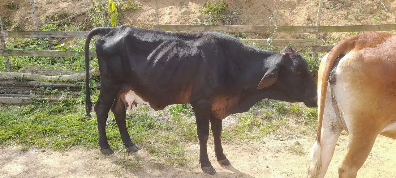 Vende-se vacas - Foto 6