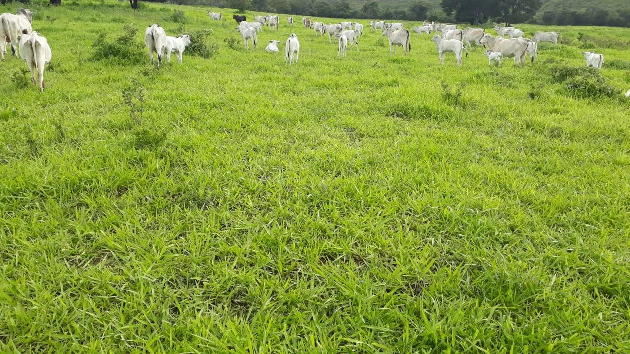 Fazenda - Foto 4