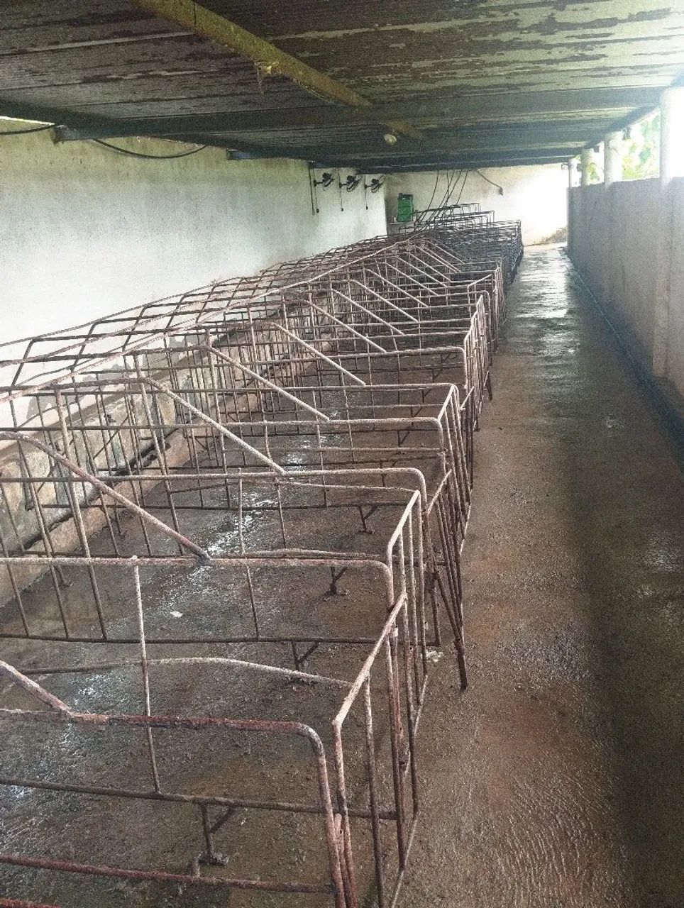 Box de gestação para suinos.