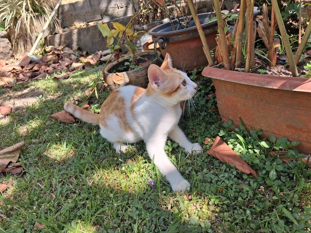 Gato macho 3 meses de idade - Foto 6