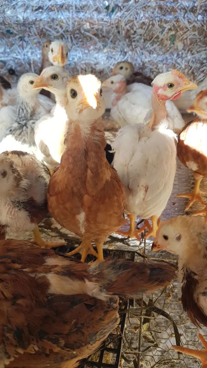 Esterco Orgânico Galinha  - Foto 3