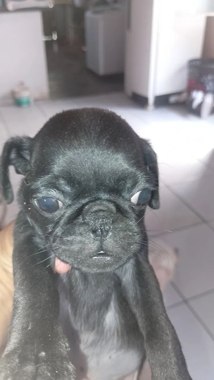 Filhote de Pug  - Foto 2