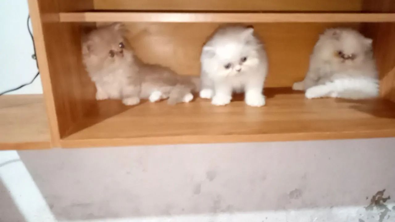 Gato persa - Foto 4