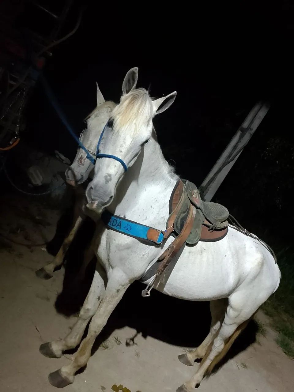 Cavalo de campo  - Foto 2
