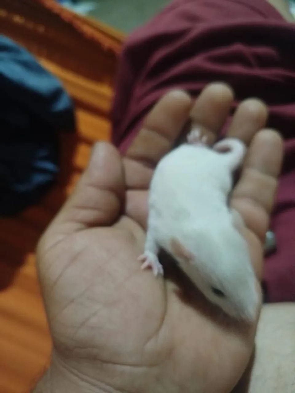 Filhotes de Rato Twister - Super Mansos e Saudáveis - Foto 3