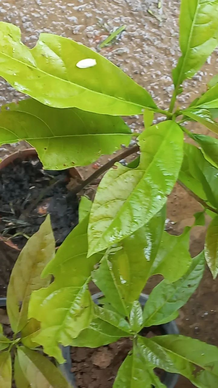 Mudas de abacateiro  - Foto 2