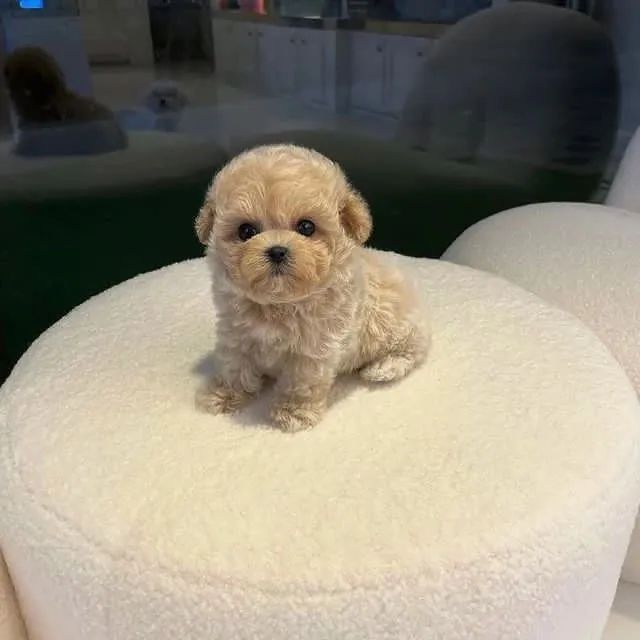 Fofinhos poodle toy
