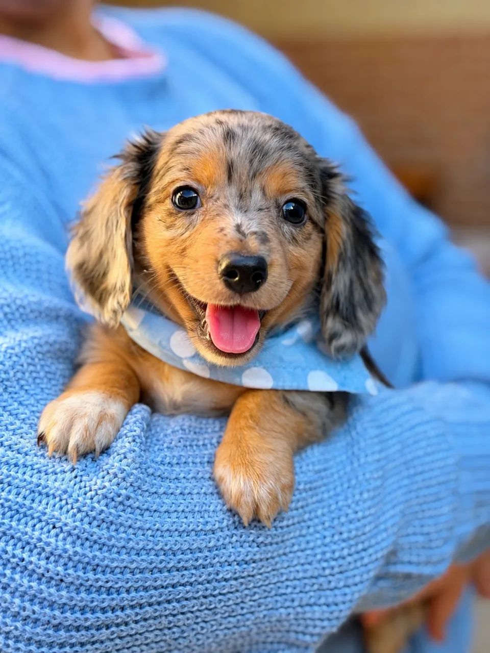 Daschshund pelo longo 