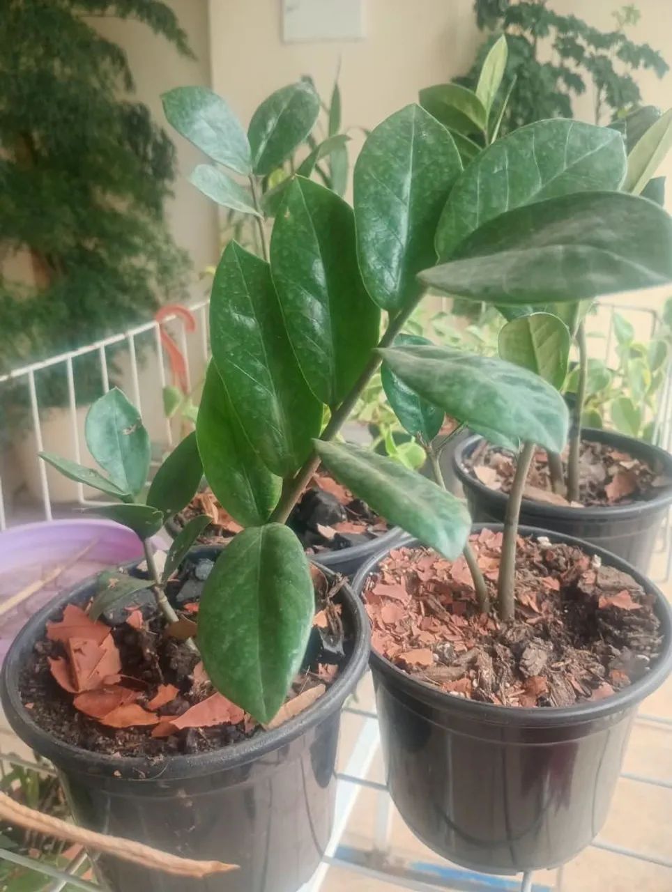 Vendo plantas - Foto 2