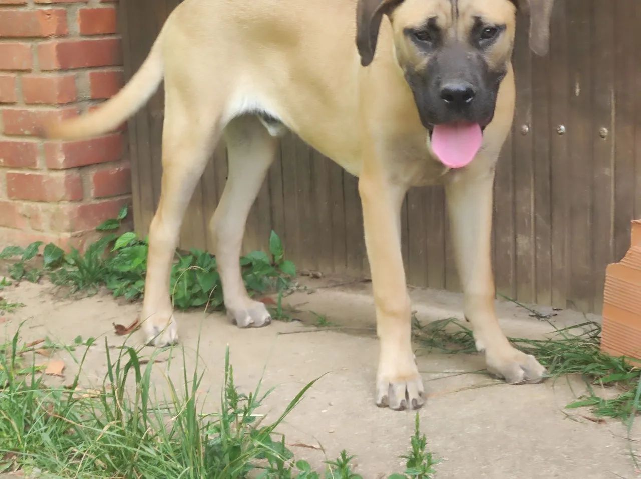 Cane corso macho com pedigree de 1 ano - Foto 3