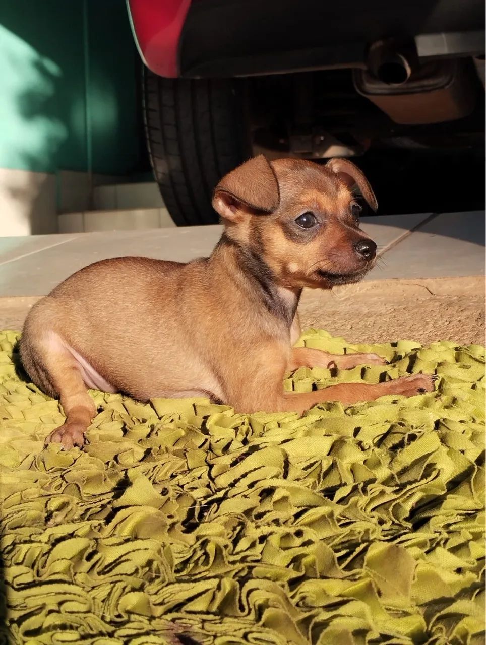 Pinscher brasileiro  - Foto 3