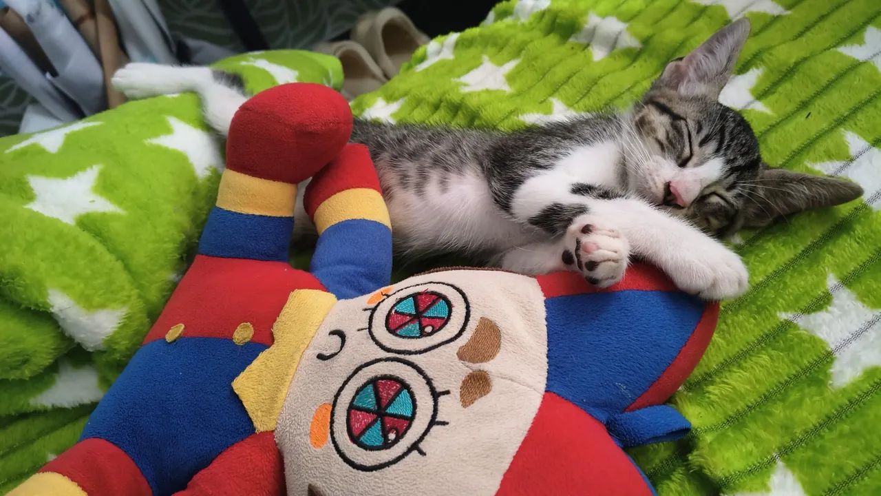 GATO MACHO DOAÇÃO  - Foto 3