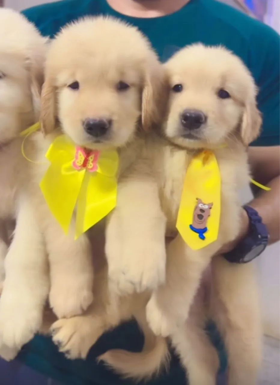 Golden retriever  - Foto 3