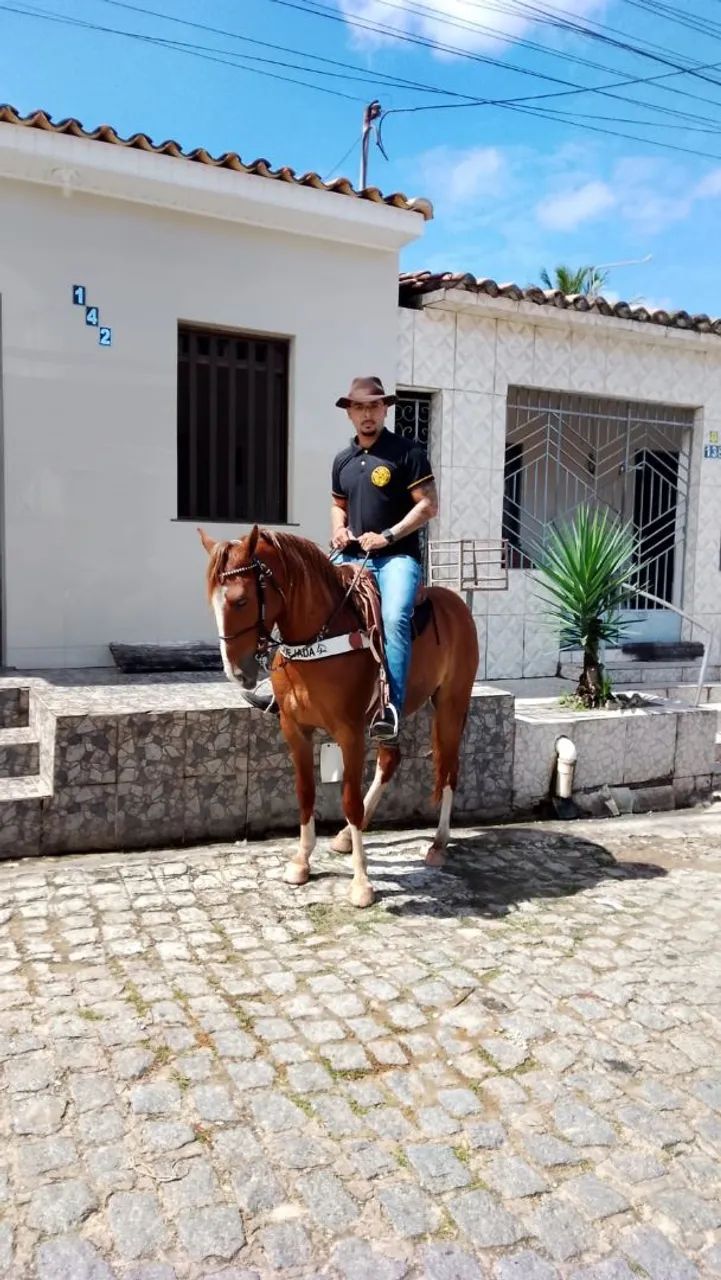 Cavalo de carroça e sela  - Foto 3