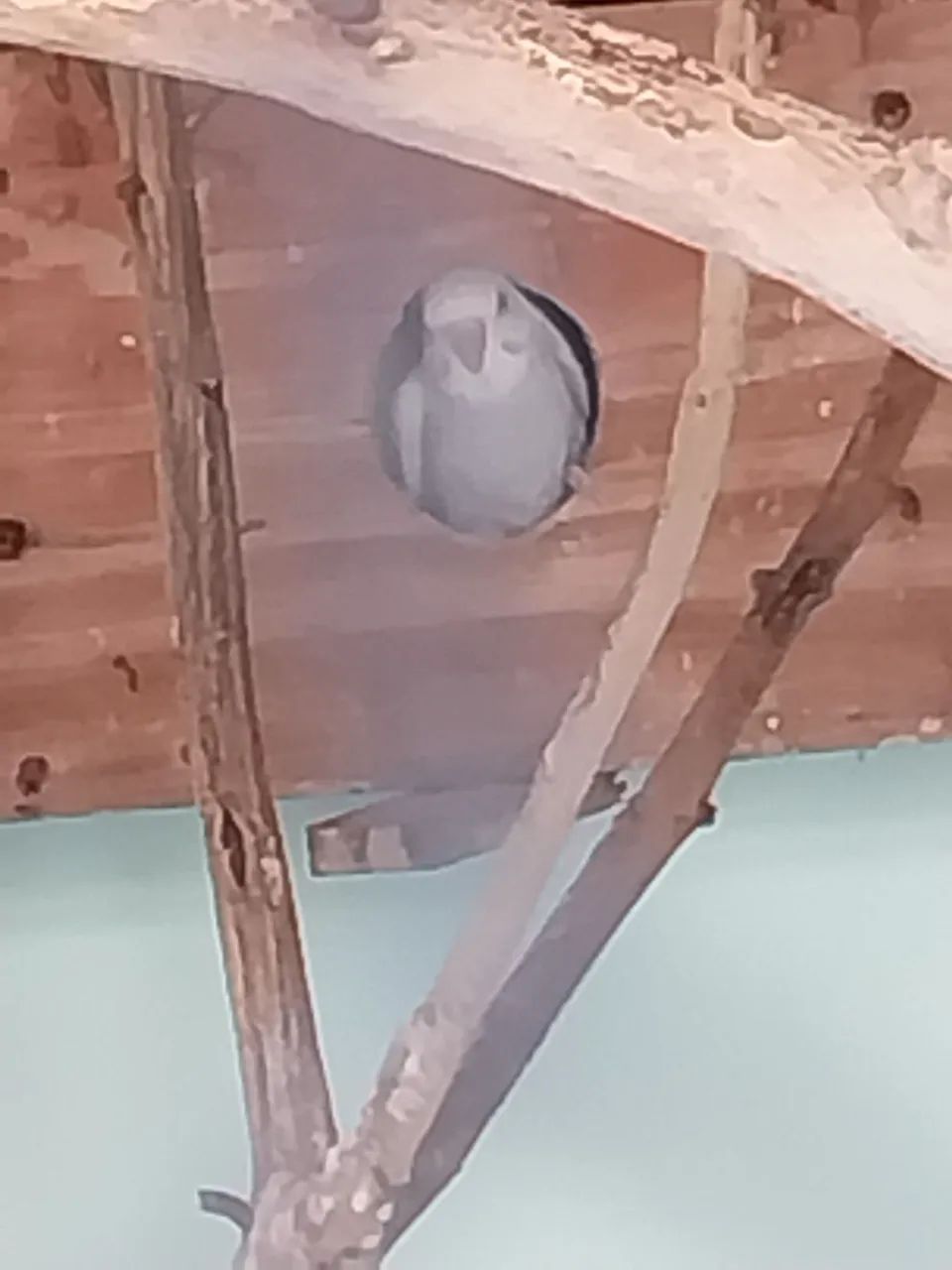 Gaiola Top - Foto 5