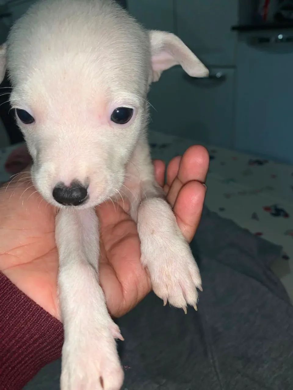 Cachorro  - Foto 2