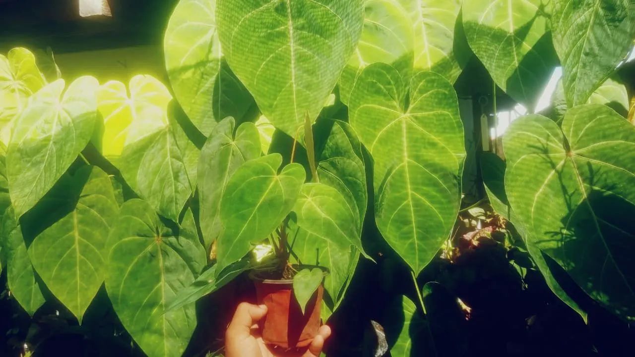 Anthurium Cristalinum  - Foto 3