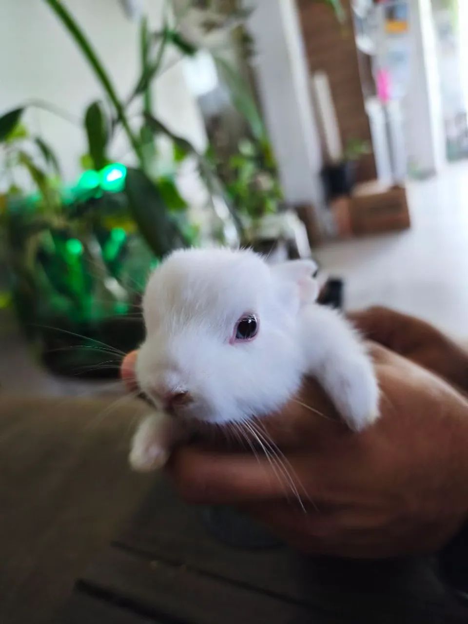 Coelhos Netherlands  - Foto 2