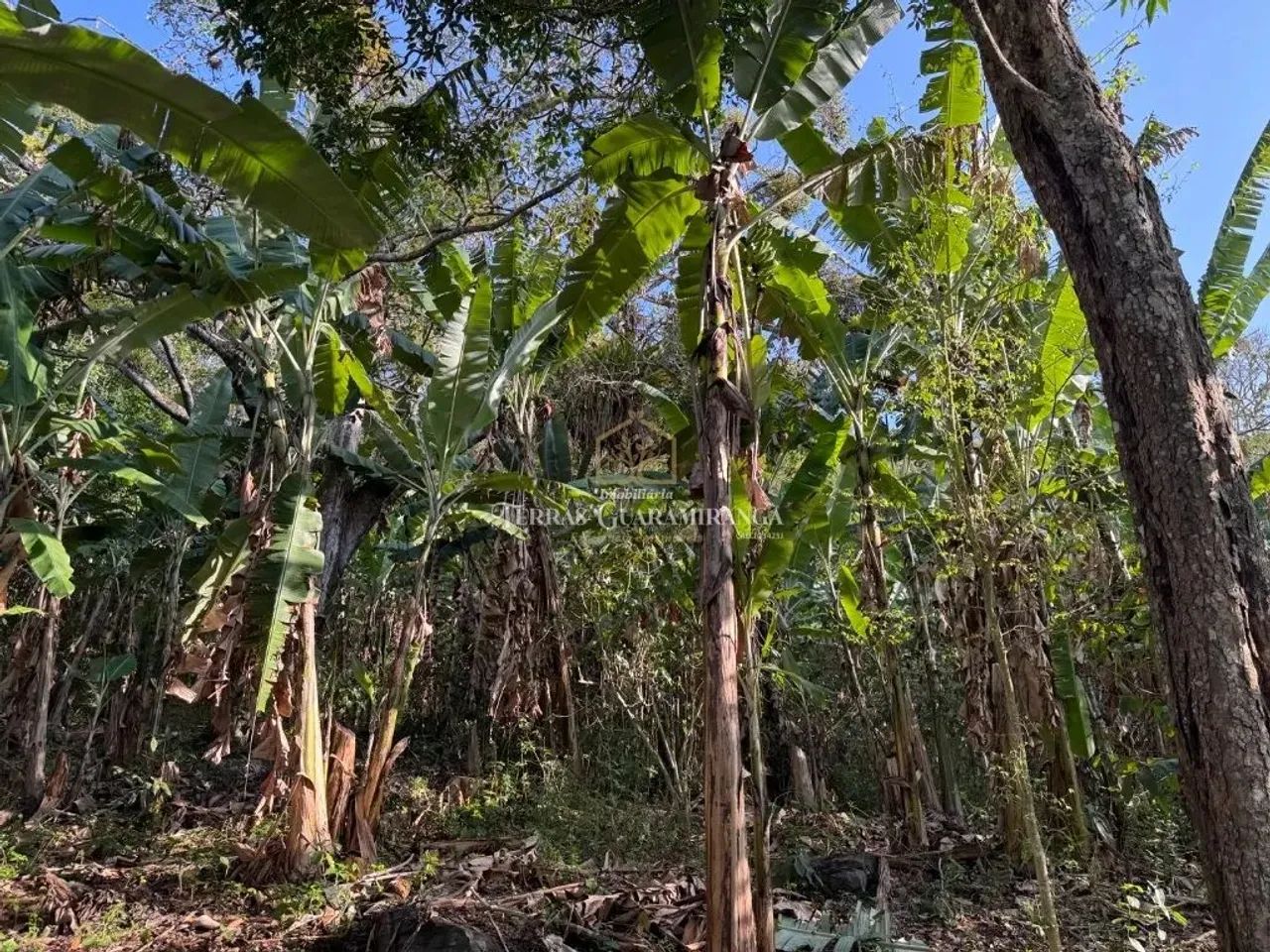 TERRENO EM GUARAMIRANGA - Foto 4
