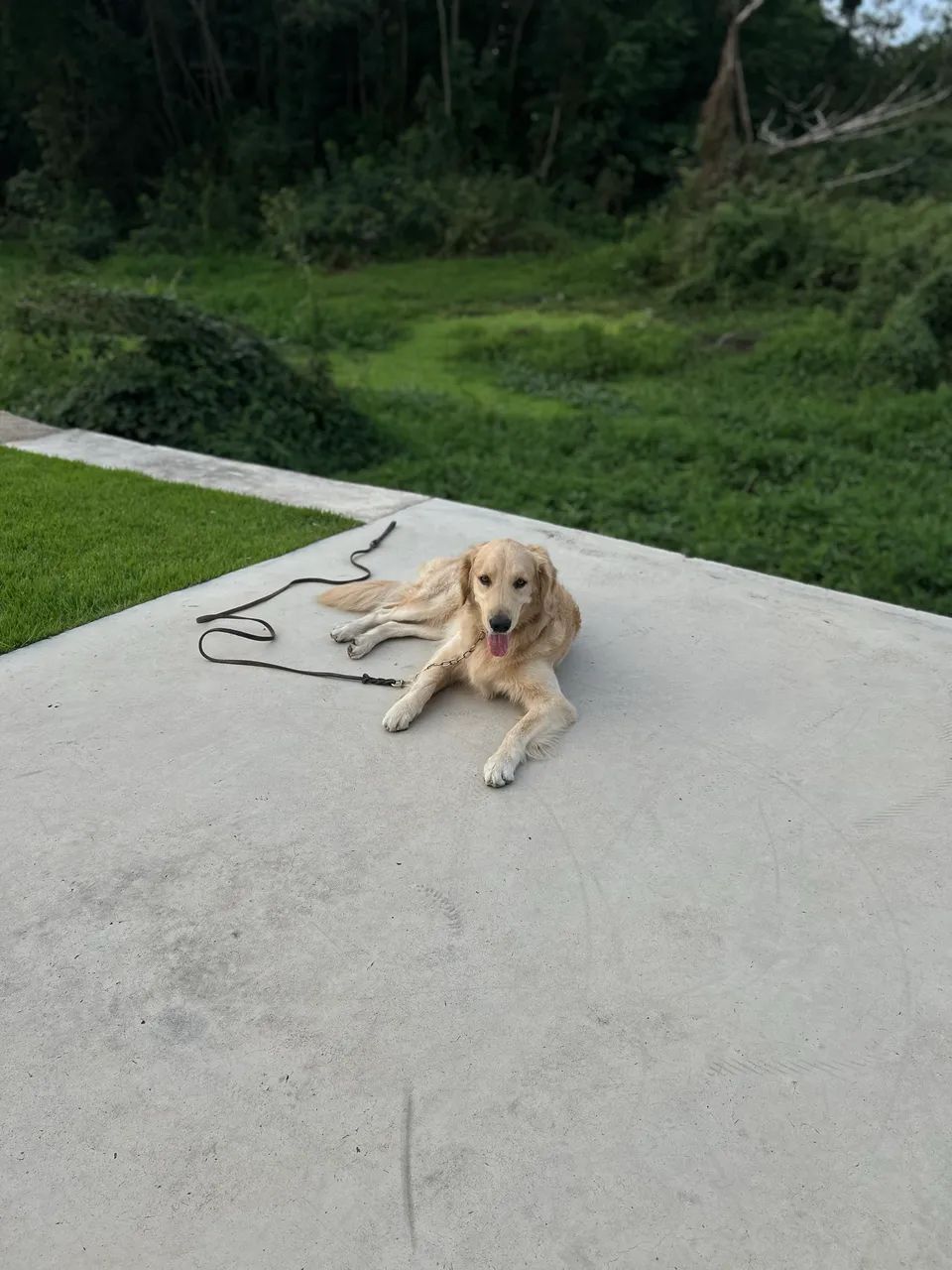 Adestramento de cães