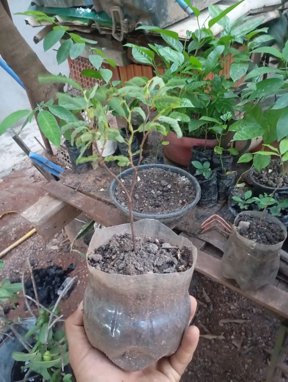 Mudas de plantas  - Foto 2
