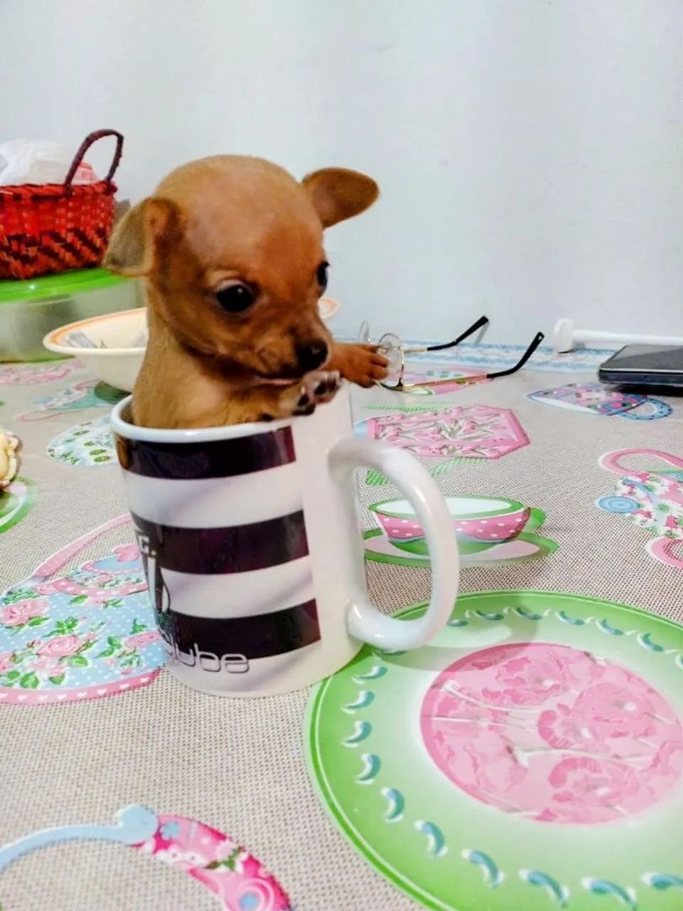 Pinscher  - Foto 3